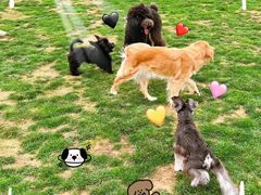 -趣玩宠物乐园寄养训犬训狗游泳池