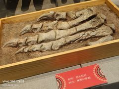 -北京周口店北京人遗址博物馆