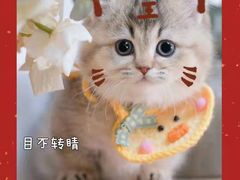 -欣宠猫屋·矮脚拿破仑·蓝金金渐层