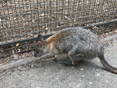 -费瑟代尔野生动物园