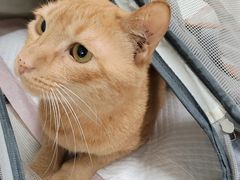 -瑞派康怡24h宠物医院·犬猫医疗中心·微创绝育(瑞景分院)