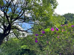 -广州市帽峰山景区