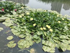 -前关湿地公园