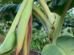 -南宁良凤江国家森林公园