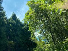 -武陵山森林公园