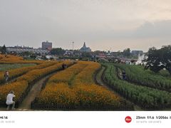 -荷兰花海