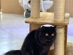 -喵园·猫主题咖啡厅·撸猫·猫咖(国贸店)