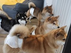 -南京Hallo宠物乐园·哈罗犬舍·柴犬繁育基地