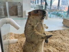 -怪兽屋·羊驼·猫咖·狗咖(俊华广场店)