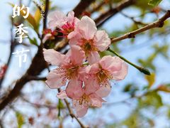 -王借岗森林公园