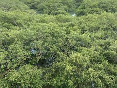 -北海金海湾红树林生态旅游区