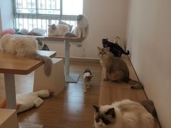 -有喵·猫咖·狗咖·30几只猫10只小狗(岗厦店)