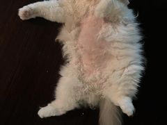 -美联众合动物医院·24h转诊中心