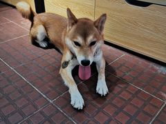 -柴犬高等学院·狗咖·柴犬售卖·宠物训练