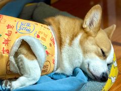 -艾贝尔宠物医院 ·内科全科(梁溪路店)