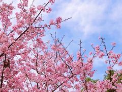 -顾村公园