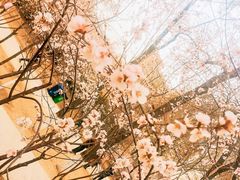 -桃花堤公园