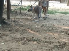 -石家庄市动物园