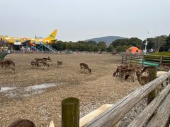 -苏州太湖西山岛开心农场
