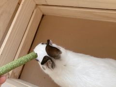 -猫猫幼稚园·撸猫·桌游·电玩