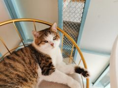 -喵屿·大理花园猫咖