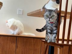 -有猫主题·治愈系猫咖(曾厝垵店)