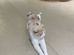 -藏猫猫咖啡主题馆(中央大道店)