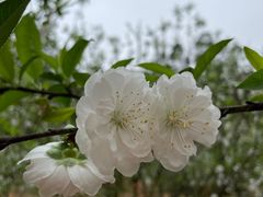 -南国桃园旅游度假区