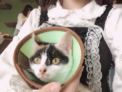 -猫猫幼稚园·撸猫·桌游·电玩