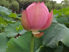 -陈家山荷花公园