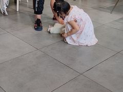 -吉丁鸟咖·异宠·寄养
