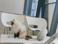 -怪兽屋·羊驼·猫咖·狗咖(俊华广场店)