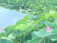 -荷塘月色湿地公园·向阳花洲