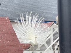 -J Create城市露营咖啡·简餐·宠物(上海动物园店)