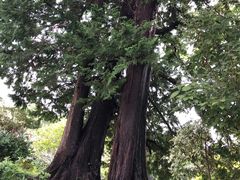 -成田山新胜寺