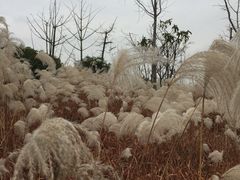 -梁鸿国家湿地公园