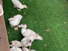-熊猫自助餐厅.萌趣城堡(长隆熊猫酒店)