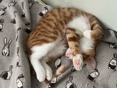 -pd派德宠物中心医院24H急重症·眼科中心·血液透析中心(嵩山北路店)