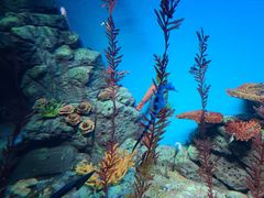 -上海海洋水族馆