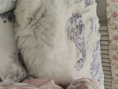 -瑞派·关忠动物医院·猫专科·犬专科(三环新城店)