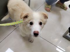 -北京观赏动物医院·24小时大型综合·猫专科·异宠专科