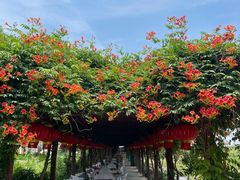 -同銮特种养殖场·龙虾垂钓