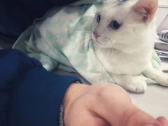 -伟伟宠物医院·CT影像中心·瑞派犬猫综合性门诊(汉口总院)
