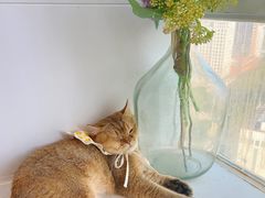 -共舞时光猫咖·狗咖(新街口店)