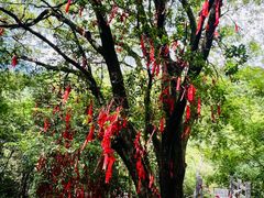 -广州白江湖森林公园