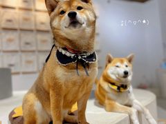-柴务处·柴犬主题狗咖