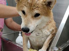 -北京观赏动物医院·24小时大型综合·猫专科·异宠专科