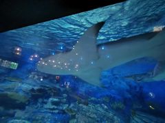 -烟台海昌鲸鲨海洋公园