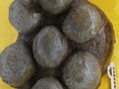 -诸城市恐龙博物馆