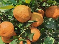 -南堂小馆·川菜馆(德商国际店)